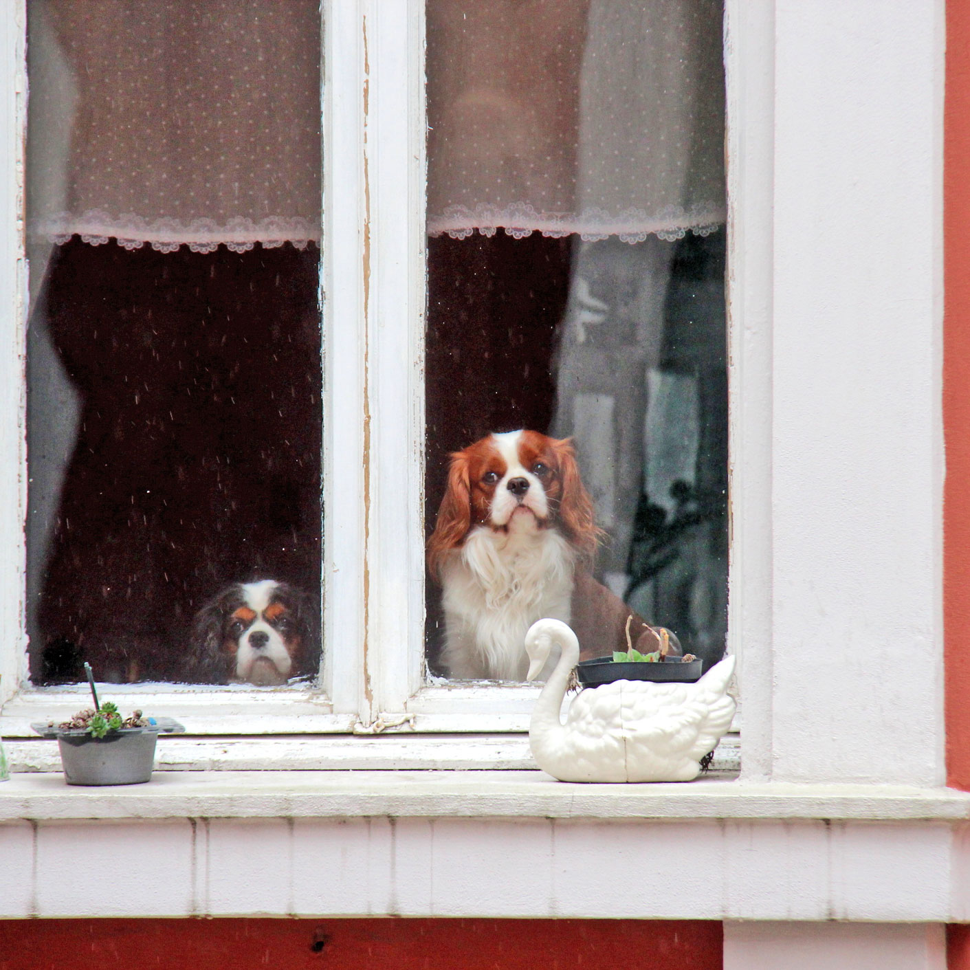 2 dogs looking out of house window